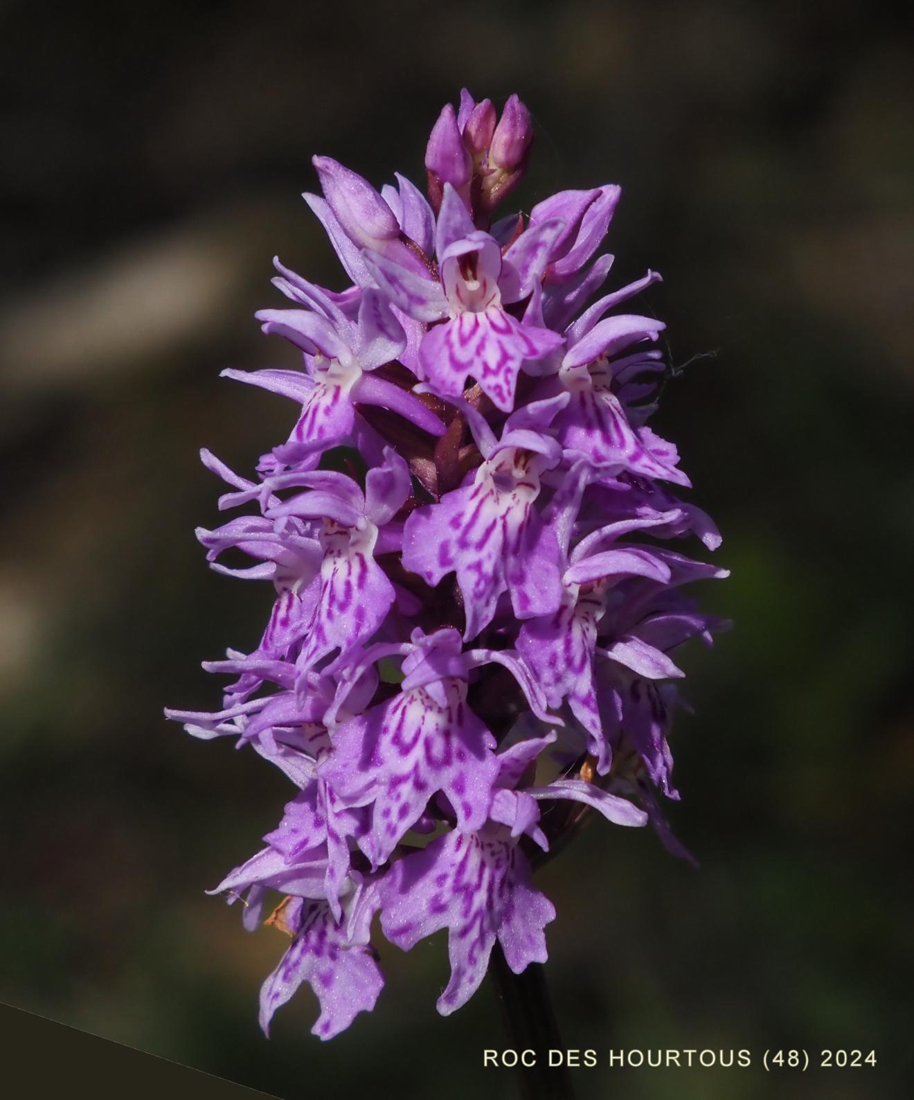 Orchid, Common Spotted